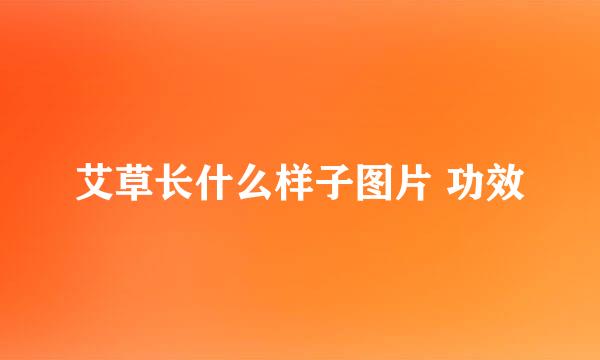 艾草长什么样子图片 功效