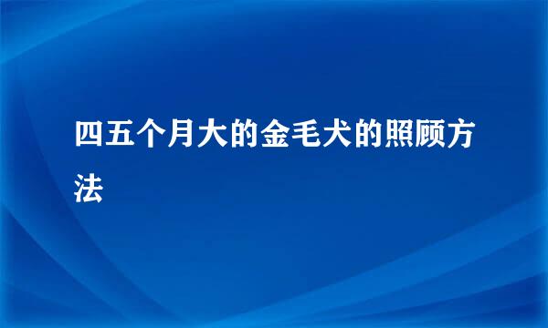 四五个月大的金毛犬的照顾方法