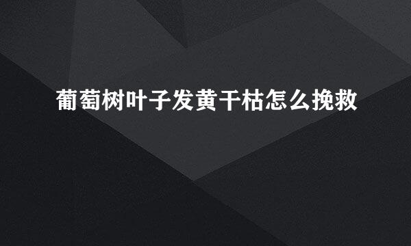 葡萄树叶子发黄干枯怎么挽救