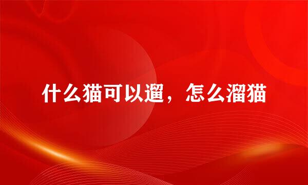 什么猫可以遛，怎么溜猫