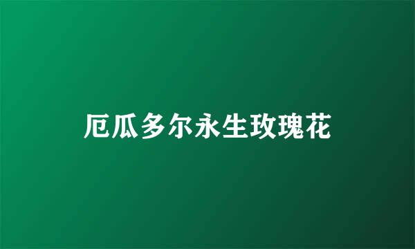 厄瓜多尔永生玫瑰花