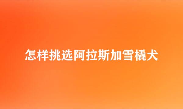 怎样挑选阿拉斯加雪橇犬