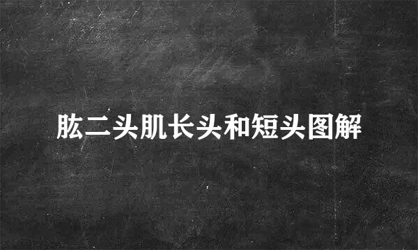 肱二头肌长头和短头图解