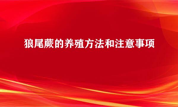 狼尾蕨的养殖方法和注意事项
