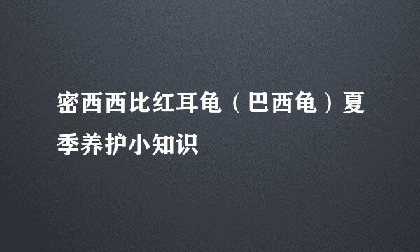 密西西比红耳龟（巴西龟）夏季养护小知识