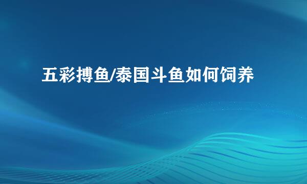 五彩搏鱼/泰国斗鱼如何饲养