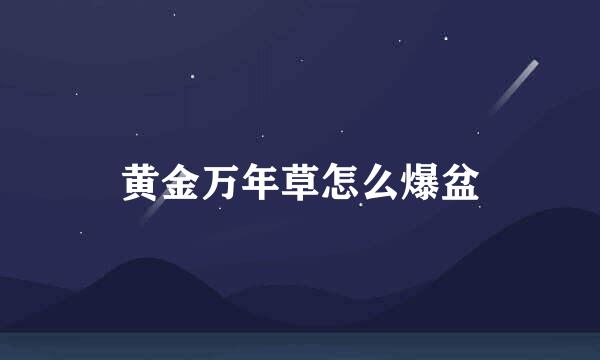 黄金万年草怎么爆盆