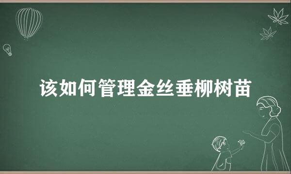 该如何管理金丝垂柳树苗