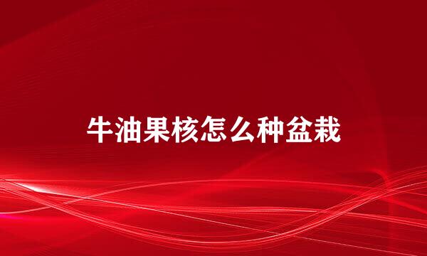 牛油果核怎么种盆栽
